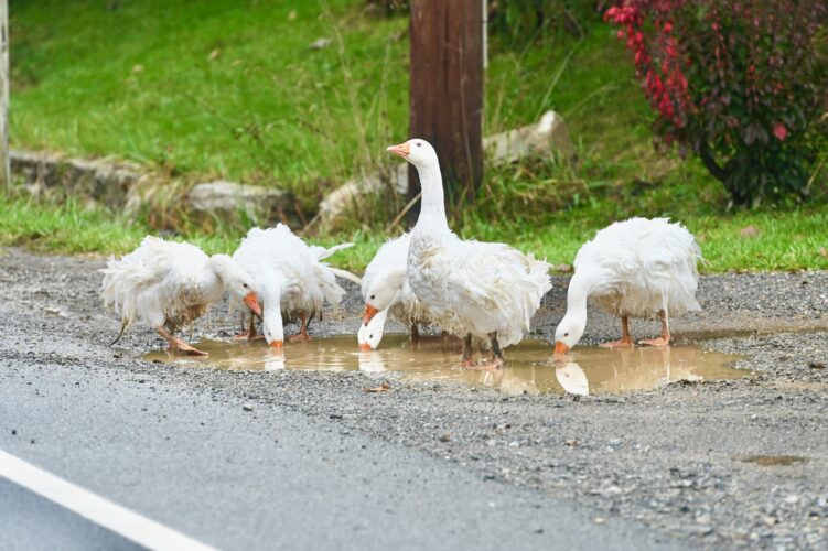 Puddle jumping